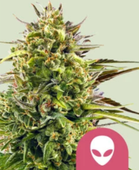Royal Queen Seeds Cannabisfrø Alien OG feminisert