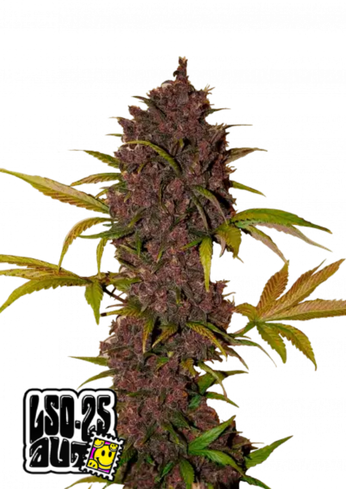 Friday next Friday ICE CUBE マリファナ 大麻 CBD - メルカリ
