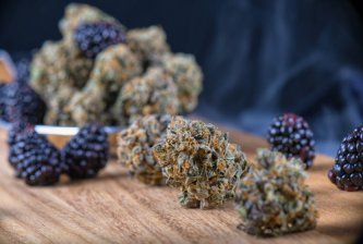 Terpeny v konopí, jaké můžeme najít a k čemu slouží?