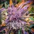 Blimburn Seeds Cannabis Seeds Gorilla Purple Auto