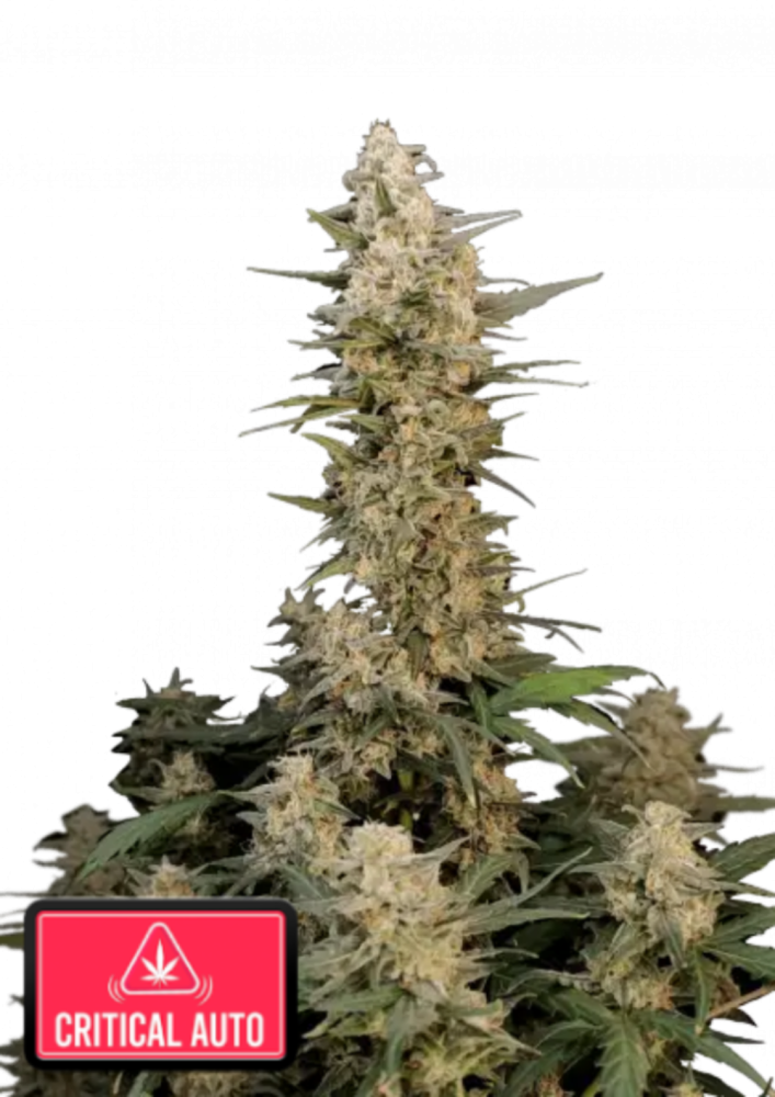 Friday next Friday ICE CUBE マリファナ 大麻 CBD ICE CUBE: Launches Cannabis Strain Inspired by Friday