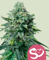 Royal Queen Seeds Cannabisfrø Forbudt frukt feminisert