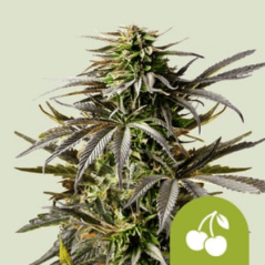Royal Queen Seeds Seminte de canabis Cherry Pie Auto