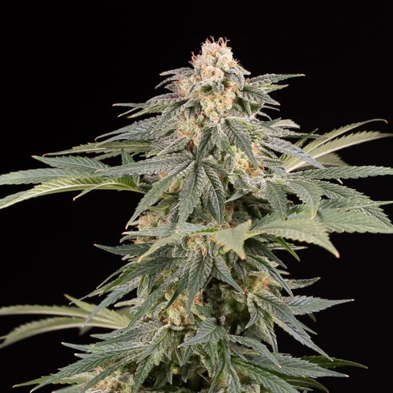 Silent Seeds Kannabiksen siemenet Lemon Tree Fast by Lemon Tree Feminized
