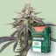 Canntropy Seeds Black Widow (Feminisoitu)