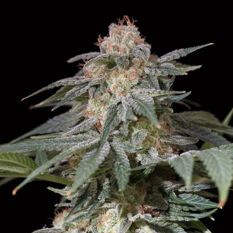 Silent Seeds Kannabiksen siemenet Lemon Tree Fast by Lemon Tree Feminized