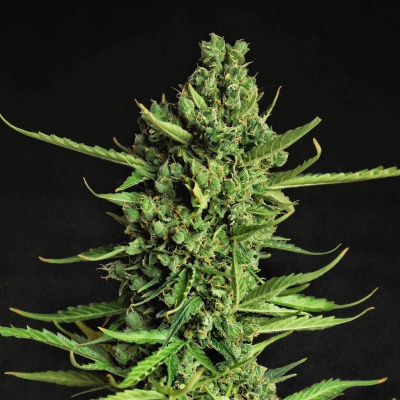 Doctor's Choice Seeds Devotchka Auto Feminized