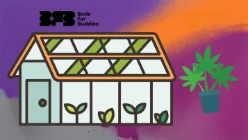 Graafinen esitys sisätiloissa tapahtuvasta kannabiksen viljelystä – kasvihuone, jossa on nuoria taimia ja kypsä ruukkukasvi, Buds For Buddies -logo oikeassa yläkulmassa