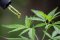THCH Guide: what it is, production, effects, products and comparison
