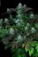 T.H.Seeds™ Cannabis Seeds Darkstar™, various pack, regular
