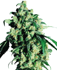 Sensi Seeds Cannabis Super Skunk® Regular, 10 ks