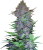 Sensi Seeds Cannabis Seeds Purple Skunk Automatic Feminized, 3-10 kpl