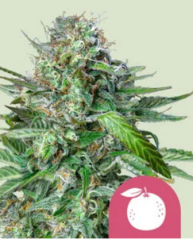 Royal Queen Seeds Cannabis Seeds Tangie Feminized