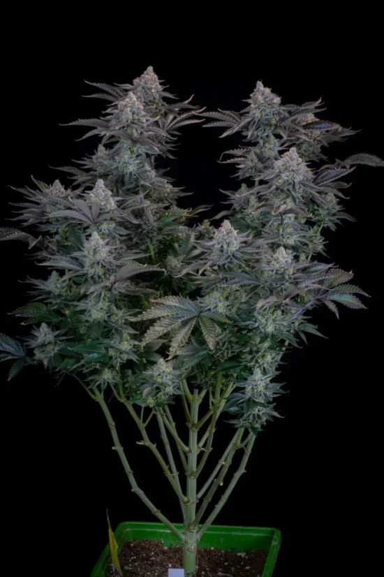 Fast Buds Cannabis Seeds Gorilla Cookies FF