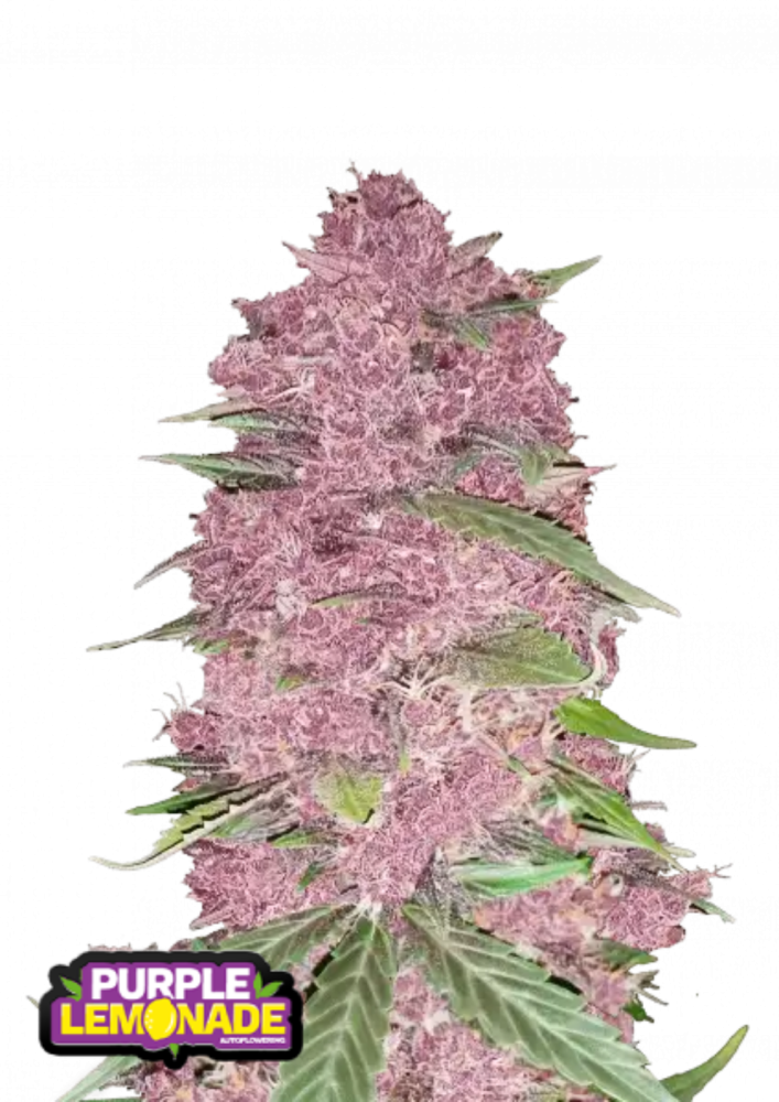 ファストバッズ 大麻種子 パープルレモネードオート - 個数: 1 pcs