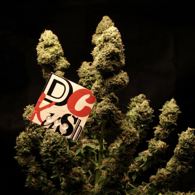 Doctor´s Choice Seeds DC Kush Photo Feminized