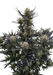 Fast Buds Nasiona konopi Guava Auto RF3 Feminizowane