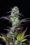 Fast Buds Cannabis Seeds Blueberry Auto
