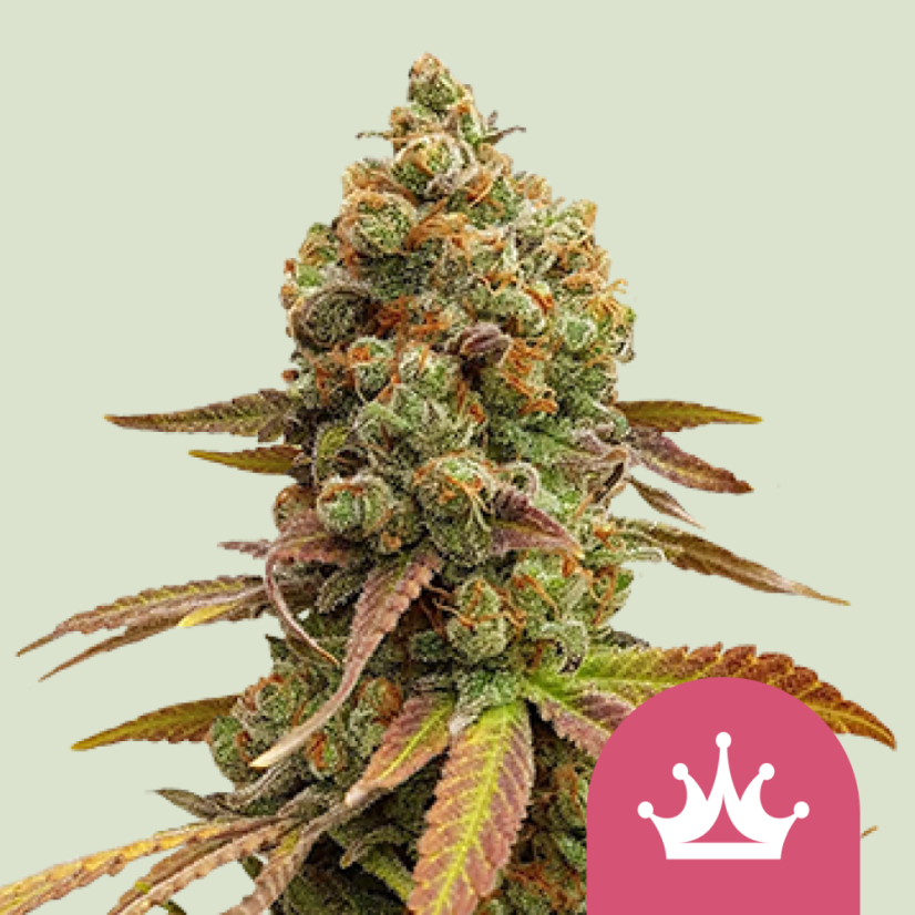 Royal Queen Seeds 大麻種子 スペシャルクイーン #1 雌化 - 個数