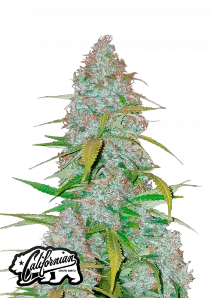 Friday next Friday ICE CUBE マリファナ 大麻 CBD Friday next Friday ICE CUBE マリファナ 大麻 CBD - メルカリ