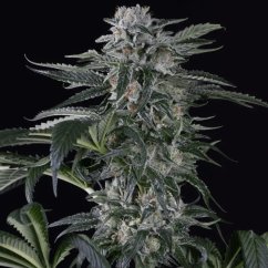Silent Seeds Kannabiksen siemenet Moby Dick Auto Feminized