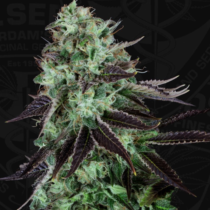 T.H.Seeds™ Cannabis Seeds Darkstar™, various pack, regular