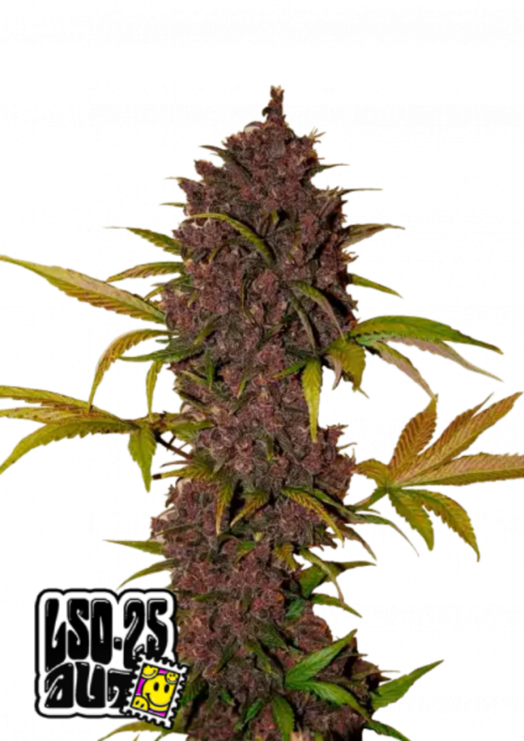 Friday next Friday ICE CUBE マリファナ 大麻 CBD Ice Cube Launches Marijuana Line Fryday Kush