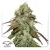 Dutch Passion Cannabis Seeds CBD Mazar Feminized