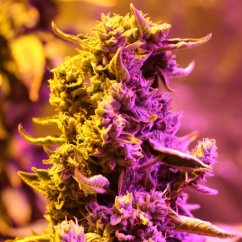 Doctor's Choice Seeds Doctor's Choice #1 Auto Feminized