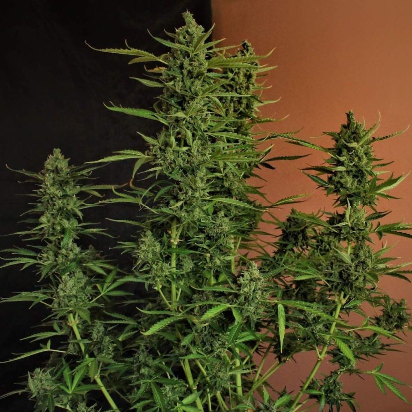 Doctor's Choice Seeds Devotchka Auto Feminized