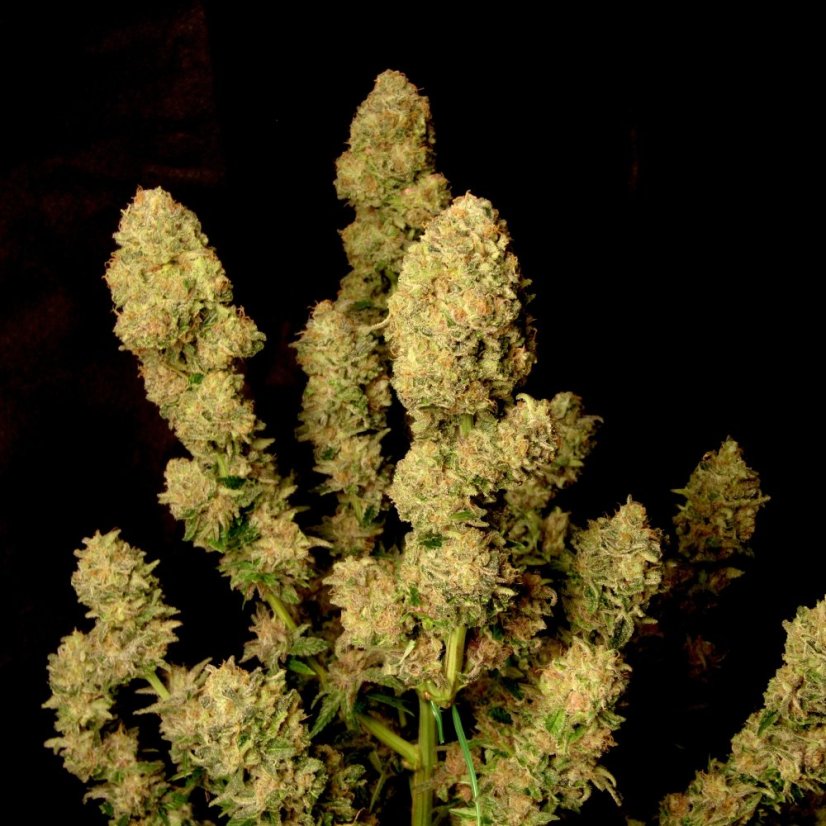 Doctor´s Choice Seeds DC Kush Photo Feminized
