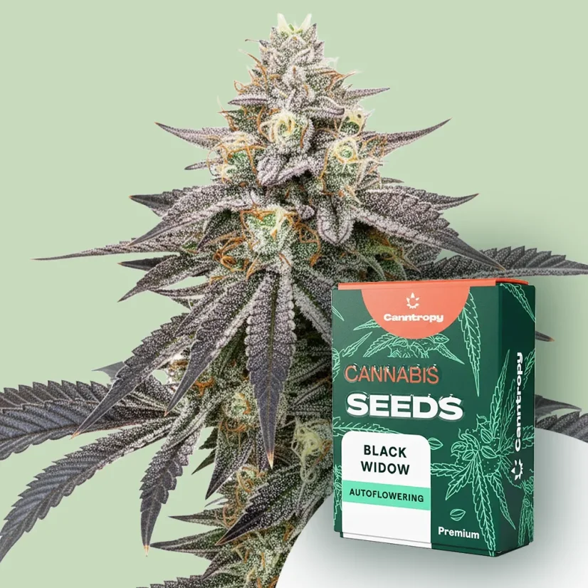 Canntropy Seeds Black Widow (Feminisoitu)