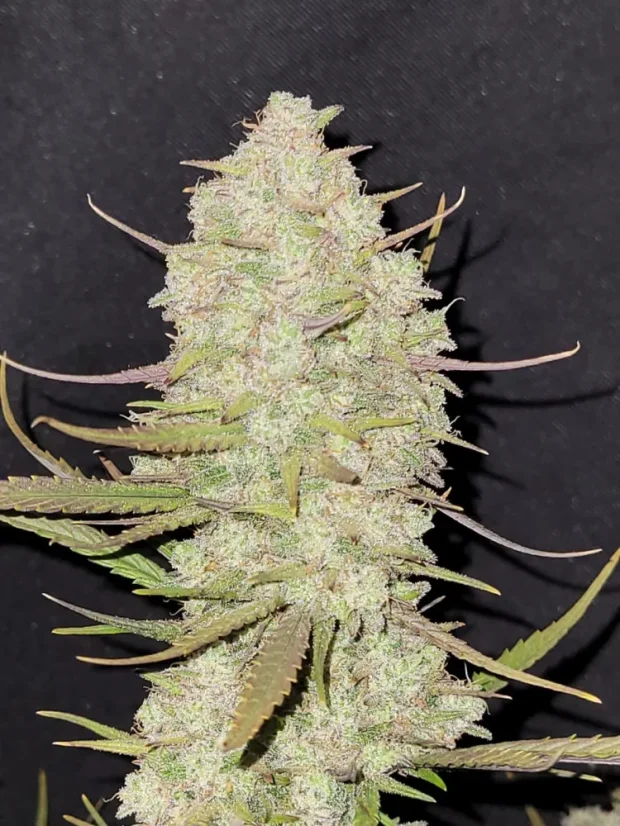 Fast Buds Cannabis Seeds Tropicana Cookies Auto