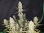 Fast Buds Cannabis Seeds Tropicana Cookies Auto