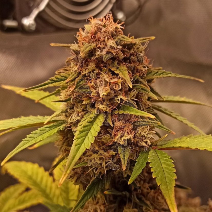 Doctor's Choice Seeds Purple Ryder Auto Feminized