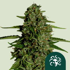 Royal Queen Seeds Kannabiksen siemenet Medusa F1 Auto