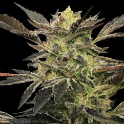 Silent Seeds Cannabis Seeds Pink Sunset Auto, Sherbinskis