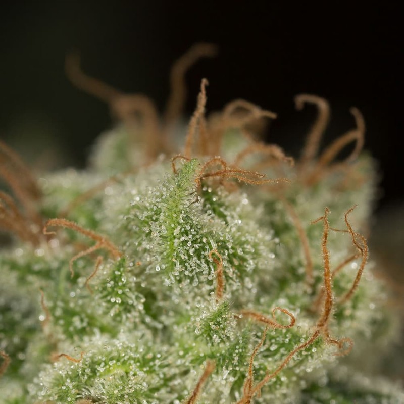 Silent Seeds Kannabiksen siemenet Lemon Tree Fast by Lemon Tree Feminized