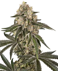 Sensi Seeds Cannabis Seeds Sunset Peach Feminized