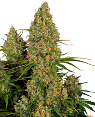 Sensi Seeds 大麻種子 スティッキーオレンジ XXL 自動女性化、3