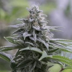 Silent Seeds Eksoottiset kannabiksen siemenet Zkittlez 2.0 Feminized