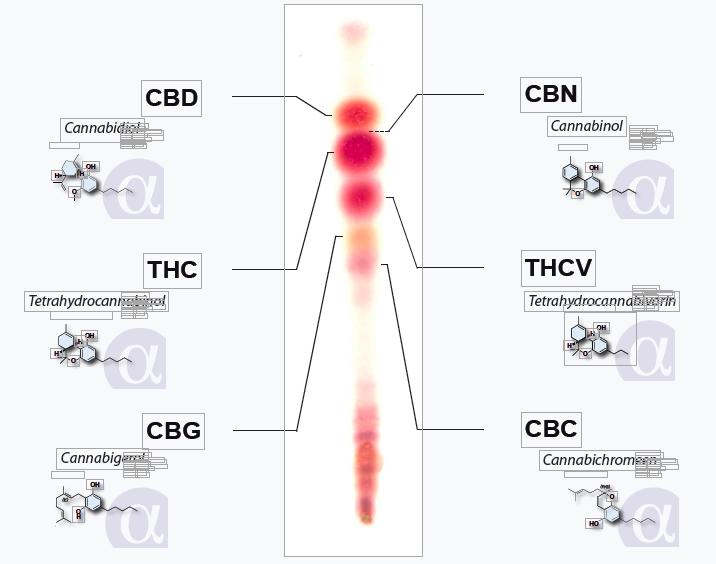 Alpha-CAT Kannabinoidianalyysitesti - REGULAR kit