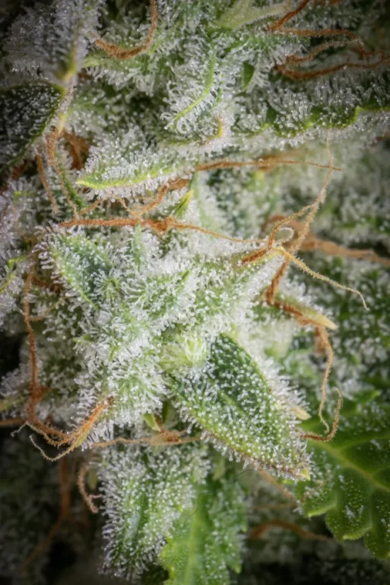 ファストバッズ 大麻種子 オレンジシャーベットオート - 個数: 1 pcs