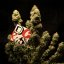 Doctor´s Choice Seeds DC Kush Photo Feminized