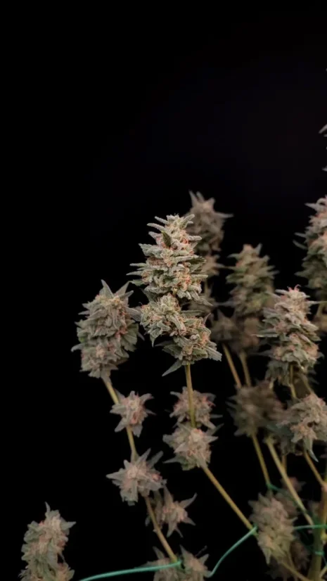 Fast Buds Cannabis Seeds Critical Auto