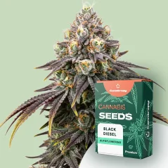 Canntropy Насіння Black Diesel (фемінізоване)