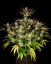 Fast Buds Cannabis Seeds Apple Strudel Auto