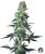Sensi Seeds Semillas de cannabis Amnesia White Regular de White Label, 10 uds.