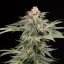 Silent Seeds Kannabiksen siemenet Lemon Tree Fast by Lemon Tree Feminized