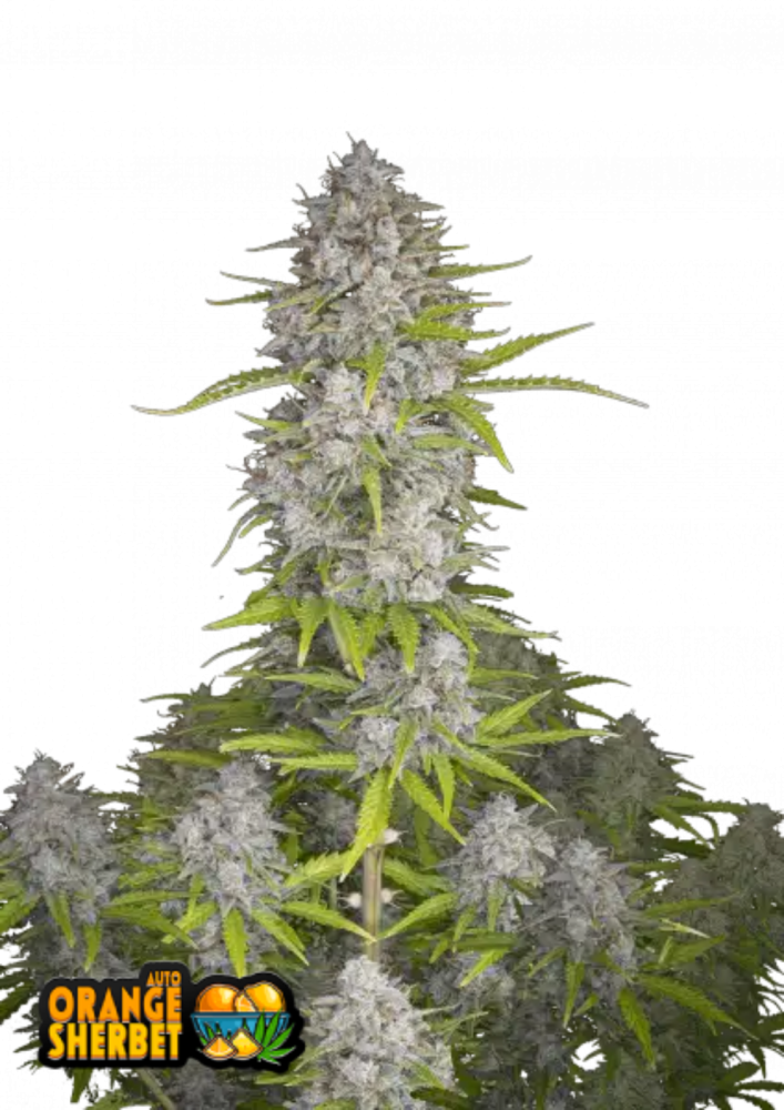 ファストバッズ 大麻種子 オレンジシャーベットオート - 個数: 1 pcs